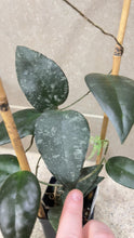 Load image into Gallery viewer, Hoya caudata Sumatra (A)
