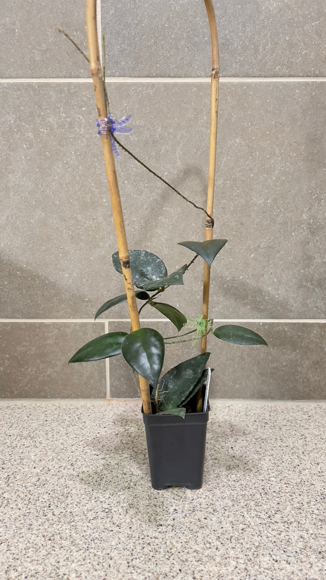 Hoya caudata Sumatra (A)