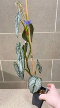 Load image into Gallery viewer, Philodendron brandtianum B
