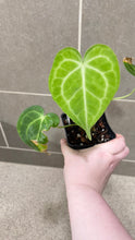 Load image into Gallery viewer, Anthurium King Clarinervium A
