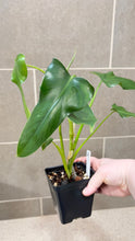 Load image into Gallery viewer, Philodendron erubescens V
