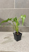 Load image into Gallery viewer, Philodendron erubescens V

