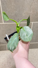 Load image into Gallery viewer, Philodendron Silver Sword (F)
