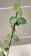 Load image into Gallery viewer, Hoya nummularioides (A) (String of Nickels)

