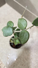 Load image into Gallery viewer, Hoya nummularioides (B) (String of Nickels)

