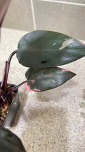 Load image into Gallery viewer, Philodendron Pink Princess (E)
