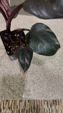 Load image into Gallery viewer, Philodendron Pink Princess (K)
