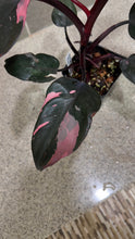Load image into Gallery viewer, Philodendron Pink Princess (K)
