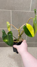 Load image into Gallery viewer, Philodendron Burle Marx Variegata (P)

