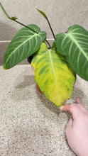 Load image into Gallery viewer, Anthurium villenaorum
