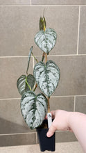 Load image into Gallery viewer, Philodendron brandtianum B
