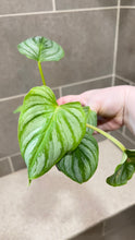 Load image into Gallery viewer, Philodendron mamei A
