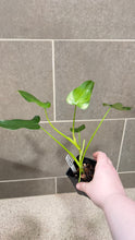 Load image into Gallery viewer, Philodendron erubescens W
