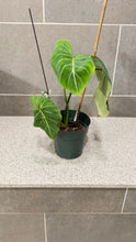 Load image into Gallery viewer, Philodendron gloriosum A
