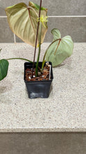 Load image into Gallery viewer, Philodendron gloriosum C
