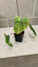Load image into Gallery viewer, Philodendron gloriosum C
