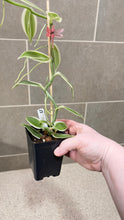 Load image into Gallery viewer, Vanilla Planifolia albo variegata (D)
