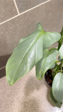 Load image into Gallery viewer, Philodendron Silver Sword (A)
