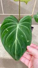 Load image into Gallery viewer, Philodendron gloriosum (A)
