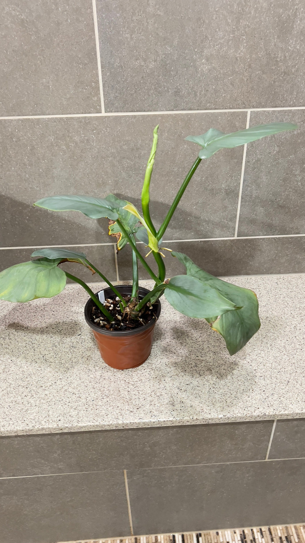 Philodendron Silver Sword (M)