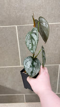 Load image into Gallery viewer, Philodendron brandtianum (E)
